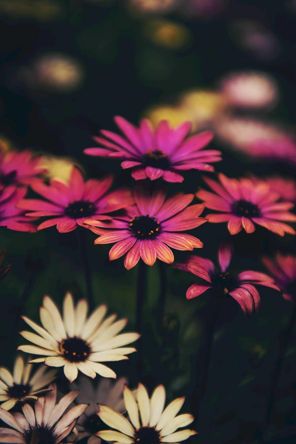 hình nền iphone 15 pro homescreen